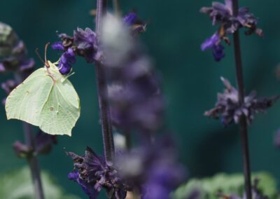 weißer Schmetterling auf lila Lavendel