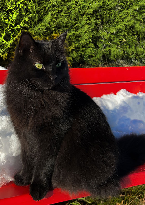 Schwarze Katze auf roter Bank
